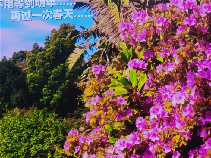 綿陽中旅假日旅行社2025年澳洲暨秋季線路品鑒會